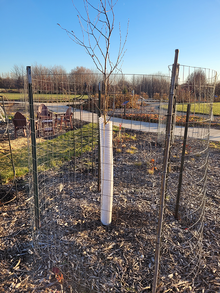 Young tree with white tube on trunk and fencing in a mulched planting bed with lawn and trees in the background.