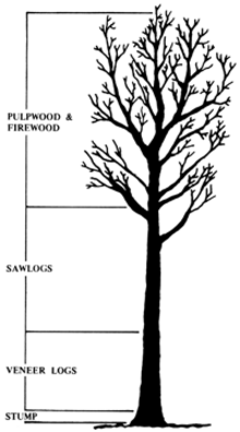 Black and white diagram showing the timber products that can be produced from a tree.