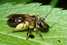 Example of a typical bee on a leaf.