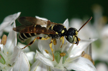 Solitary wasp landing on flowers
