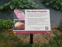 A maroon and yellow sign in front of a fenced gate containing pumpkin plants. The sign reads “Giant Pumpkin” across the top.