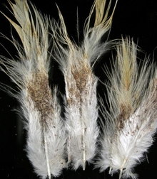 Dark stains and mites on white vent feathers of a chicken