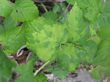 Green raspberry leaves that are mottled light and dark green from virus infection.