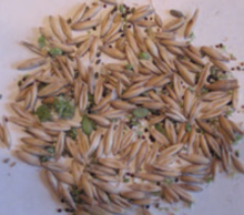 Weed seed-contaminated oats