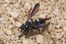 Weevil wasp with prey on rocks.