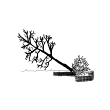 Black and white diagram showing a wind thrown tree.