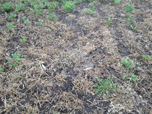 Severely winter-injured alfalfa