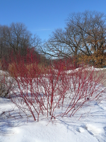 Red twigged dogwood in winter landscape