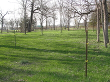 Wooded horse pasture
