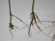 adventitious roots