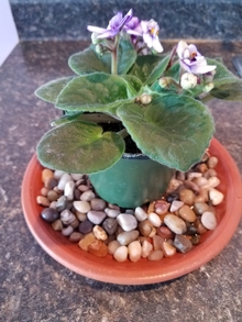 A plant with lavender flowers and dark green leaves sitting on a saucer filled with pebbles and water.