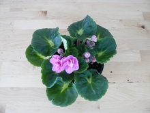 A plant with green leaves with pale green centers and pink ruffled double flowers on a wood table.
