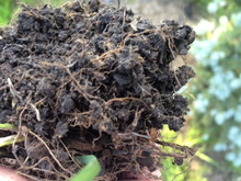 clump of soil with several roots exposed.