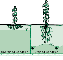 water table and root development