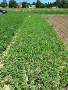 alfalfa test plot with full regrowth