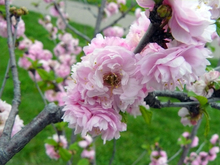 Double pink flowers on a branch of a flowering almond tree.