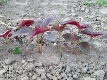 Amaranth seedlings with red underleaves growing in clumped soil.