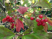 Red cranberries surrounded by red and green leaves on a bush.