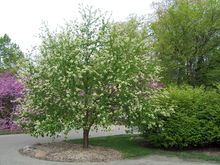 Chokecherry tree with white blossoms in a landscape next to a walkway, surrounded by other green and blooming trees.