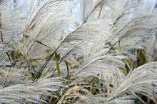 White shoots of amur silver grass in water 