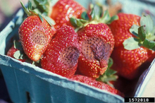Small, hard, misshapen strawberries with areas of fruit rot.