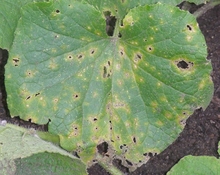 Leaf with small holes and discoloration