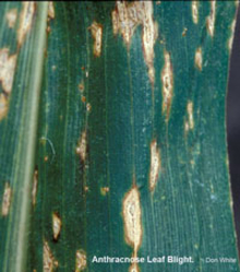 green corn leaf with tan lesions with brown edges.