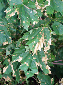 Large brown patches on maple leaves