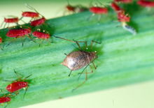 Aphid with brown, hard shell surrounded by other small red insects on leaf