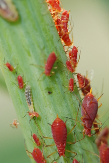 Many aphids on a stem with one aphid larva feeding on them.