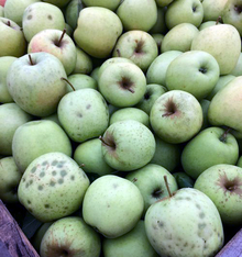 Harvested golden delicious apples with dark spots caused by brown marmorated stink bug feeding.