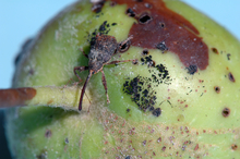 Brown insect with long snout on a green apple with blotches.
