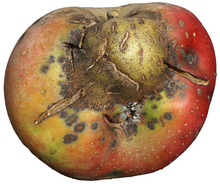 Bumps, brown spots and cracks on one side of an apple.
