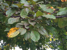 Leaves on a tree with yellow and brown spots and discoloration.