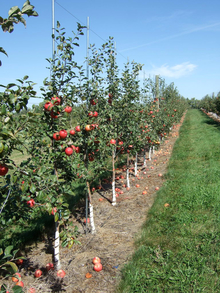 A row of young apple trees with apples on them and white wrapping around the lower trunks of the trees.