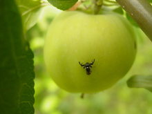 A black fly-like insect on a green apple