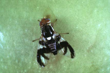 A black fly with black markings on its clear wings
