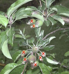 clusters of small green apples with red 'x's on fruits to be thinned out