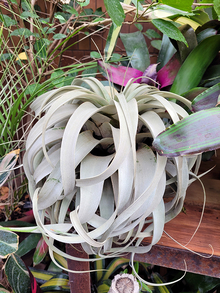 Tillandsia plant up close within larger display.