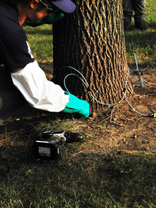 Person using wire sensors around the base of the trunk of a tree.