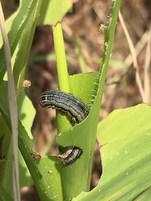 A striped armyworm caterpillar wrapped around a young corn plant, eating the leaf whorl.