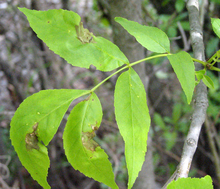 Ash leaves with brown spots that are distorting the leaves.
