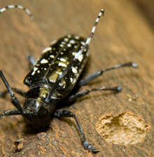 Asian longhorned beetle. Image: R. Anson Eaglin. 