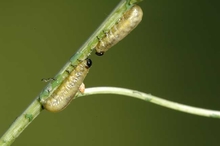 Two white caterpillars with black heads, facing each other on a plant stem.