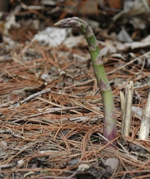 Bent asparagus spear coming out of the ground.