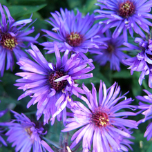 Close up of a group of purple aster flowers.