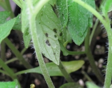 A tomato transplant with circular, dark lesions on the underside of the leaf.