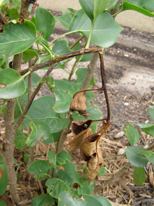 broken twisted stem with dead brown leaves hanging from a lilac plant