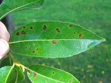 long pointed leaf with brown irregular shaped spots