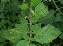 Black spots on tomato leaves